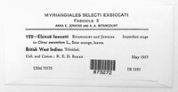 Elsinoe fawcettii image